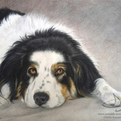 Austrailian Shepherd Dog Drawing Portrait