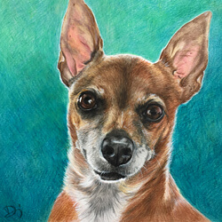 Chihuahua Dog Drawing