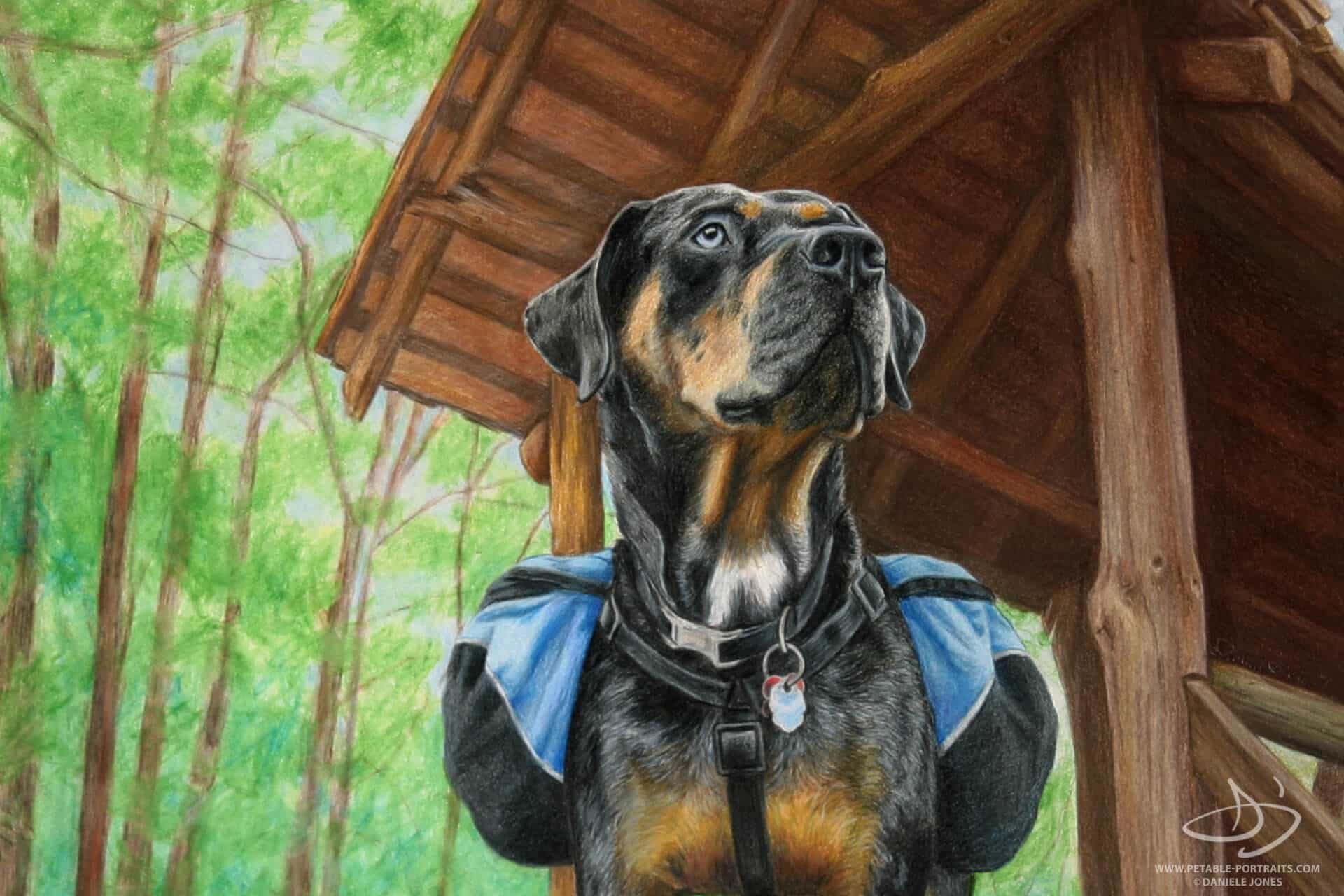 Dog Drawings in Colored Pencil