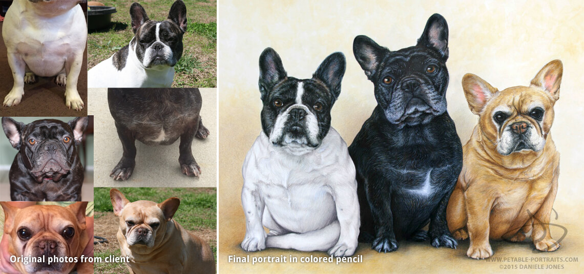 dog drawings of a French Bulldogs