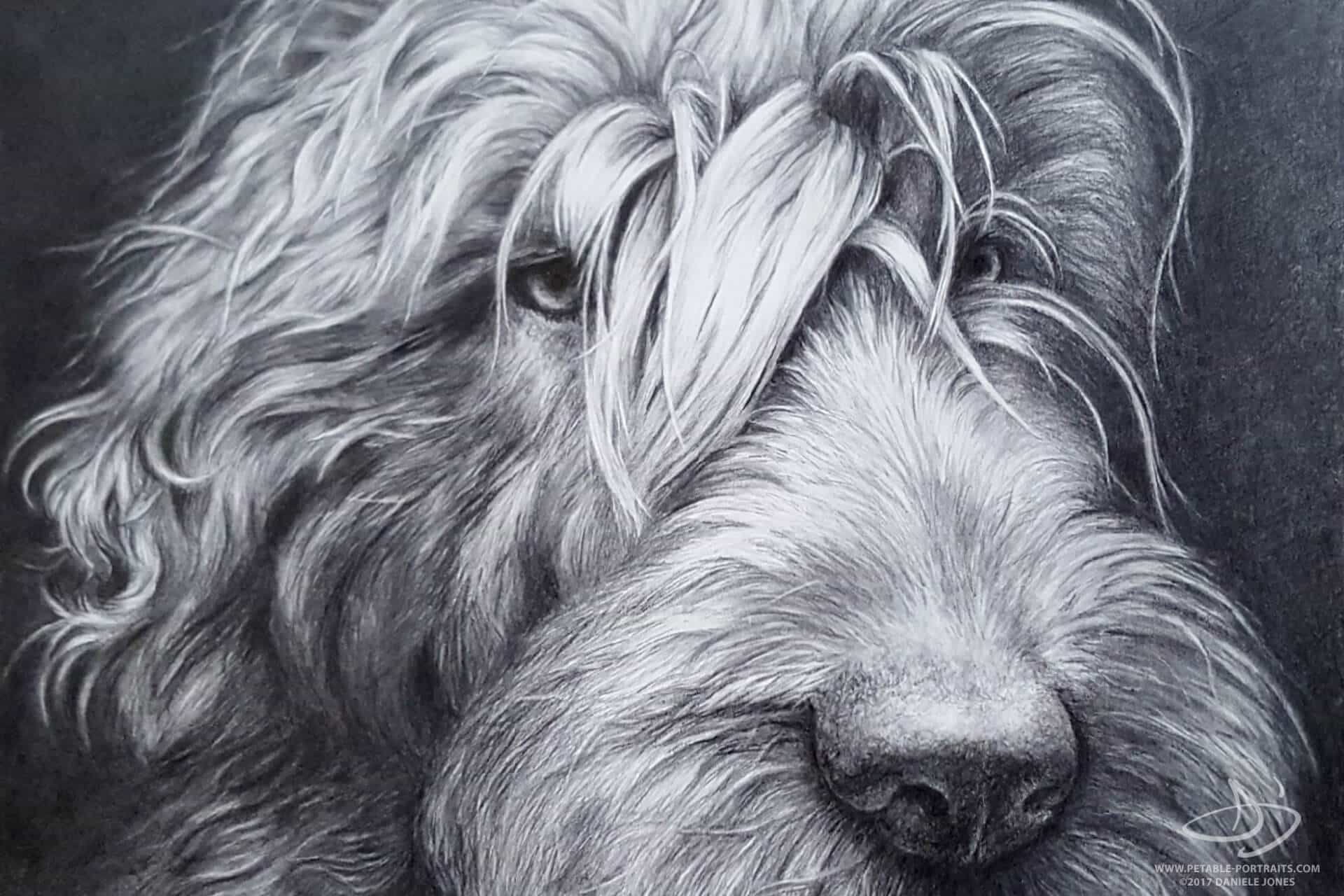 Dog Drawings in Pencil