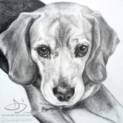 Beagle Dog Portrait in Pencil