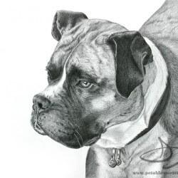 Boxer Dog Drawing in Pencil