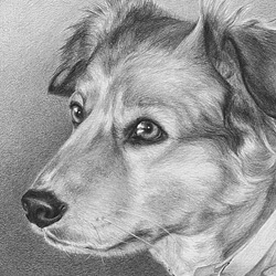 Dog Portrait in Pencil