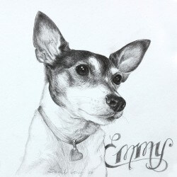 Rat Terrier Drawing in Pencil