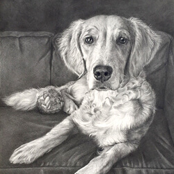 Golden Retriever Drawing