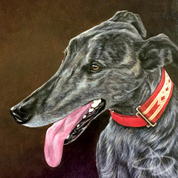 greyhound portrait from florida