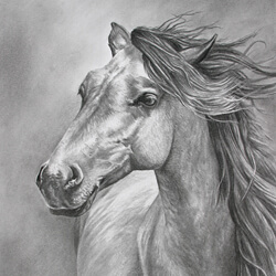 Nokota Horse Portrait