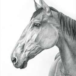 Horse portrait in pencil