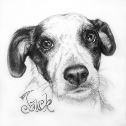 Dog Drawing in Pencil