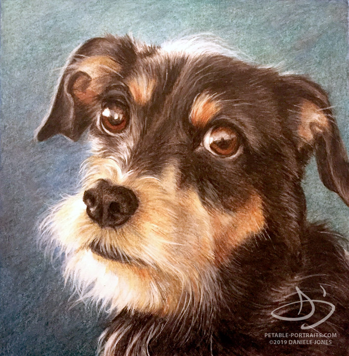 Jack Russell mix Pet Portrait