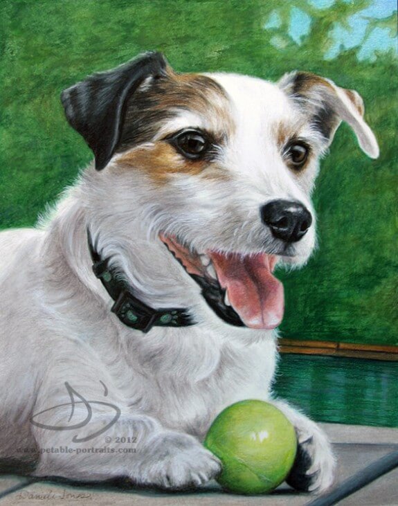 Jack Russell Terrier