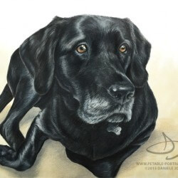 Black Dog Drawing Portrait