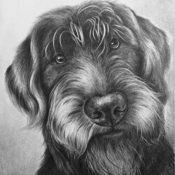 Labradoodle Dog Portrait Drawing