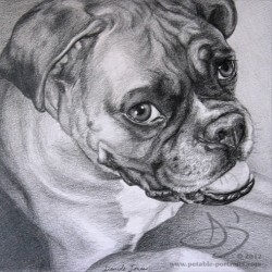 Boxer Dog Portrait in Pencil
