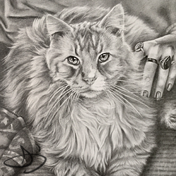 Portrait drawing of a Maine Coon