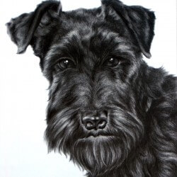 Black Dog Drawing - Miniature Schnauzer