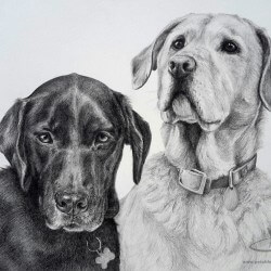 Labrador Retriever Drawings Tennessee