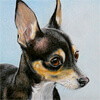 Portrait of a chihuahua