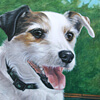 Jack Russell pet portrait