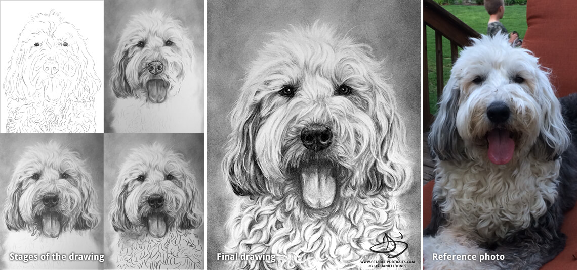 pet portrait drawing of a sheepdog