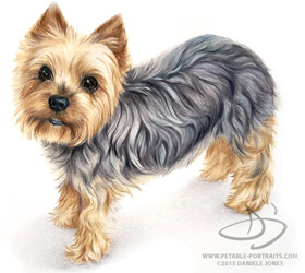 Pet Portrait Dog Yorkie