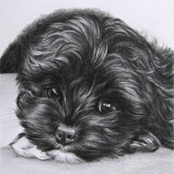 Dog Portrait in Pencil