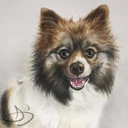 Portrait drawing of a Pomeranian