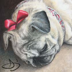 pug portrait