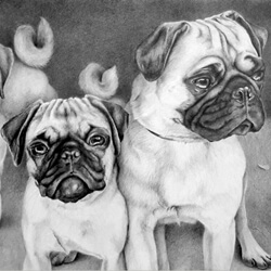 Pug Dog Drawing Portrait