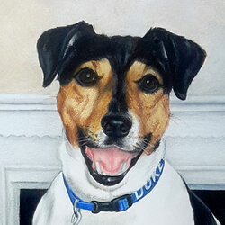 Rat Terrier Dog Drawing