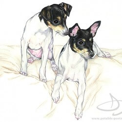 Rat Terrier Dog Drawing in Colored Pencil