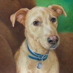 Red Heeler Dog Drawing in Colored Pencil