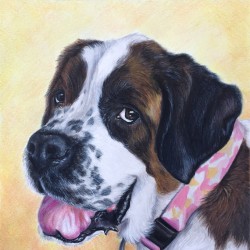 Saint Bernard Dog Portrait Drawing