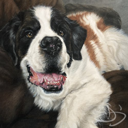 Saint Bernard portrait Drawing from Alaska