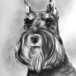 Schnauzer portrait from Virginia