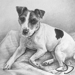 Jack Russell Portrait in Pencil