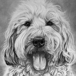 Portrait drawing of a Sheepdog