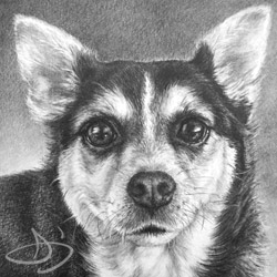 A terrier/beagle dog portrait from Kansas - Coach