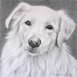 Dog Portrait in Pencil