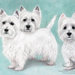 Westie Dog Drawing Portraits