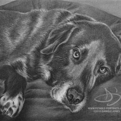Black Dog Portrait in Charcoal
