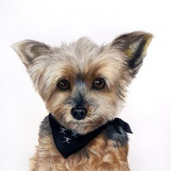 Yorkshire Terrier Drawing Portrait