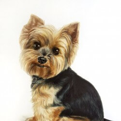 Yorkie Dog Drawing Portrait