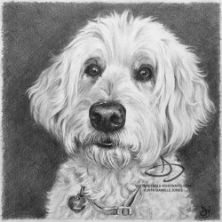 Labradoodle Dog Drawing Portrait