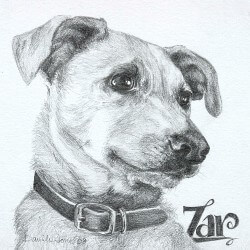 Red Heeler Drawing in Pencil