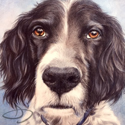 Zeke English Setter Drawing from Kansas